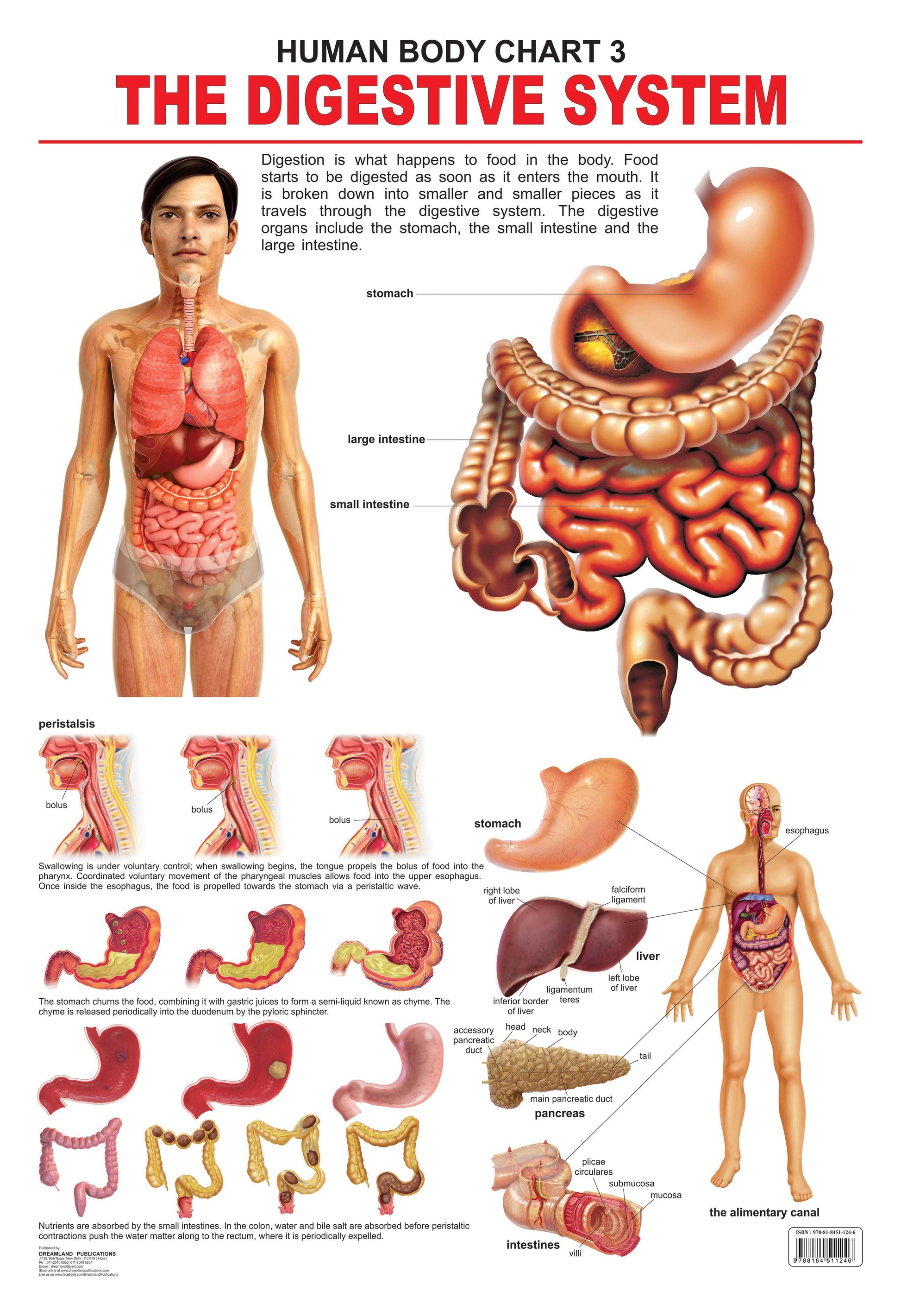 Dreamland Publications Educational Chart for Kids - The Digestive System -  buy in usa 