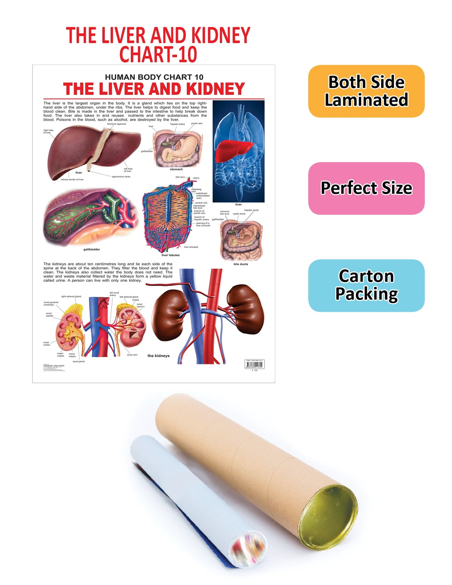 Dreamland Publications Educational Chart for Kids - The Liver & Kidney